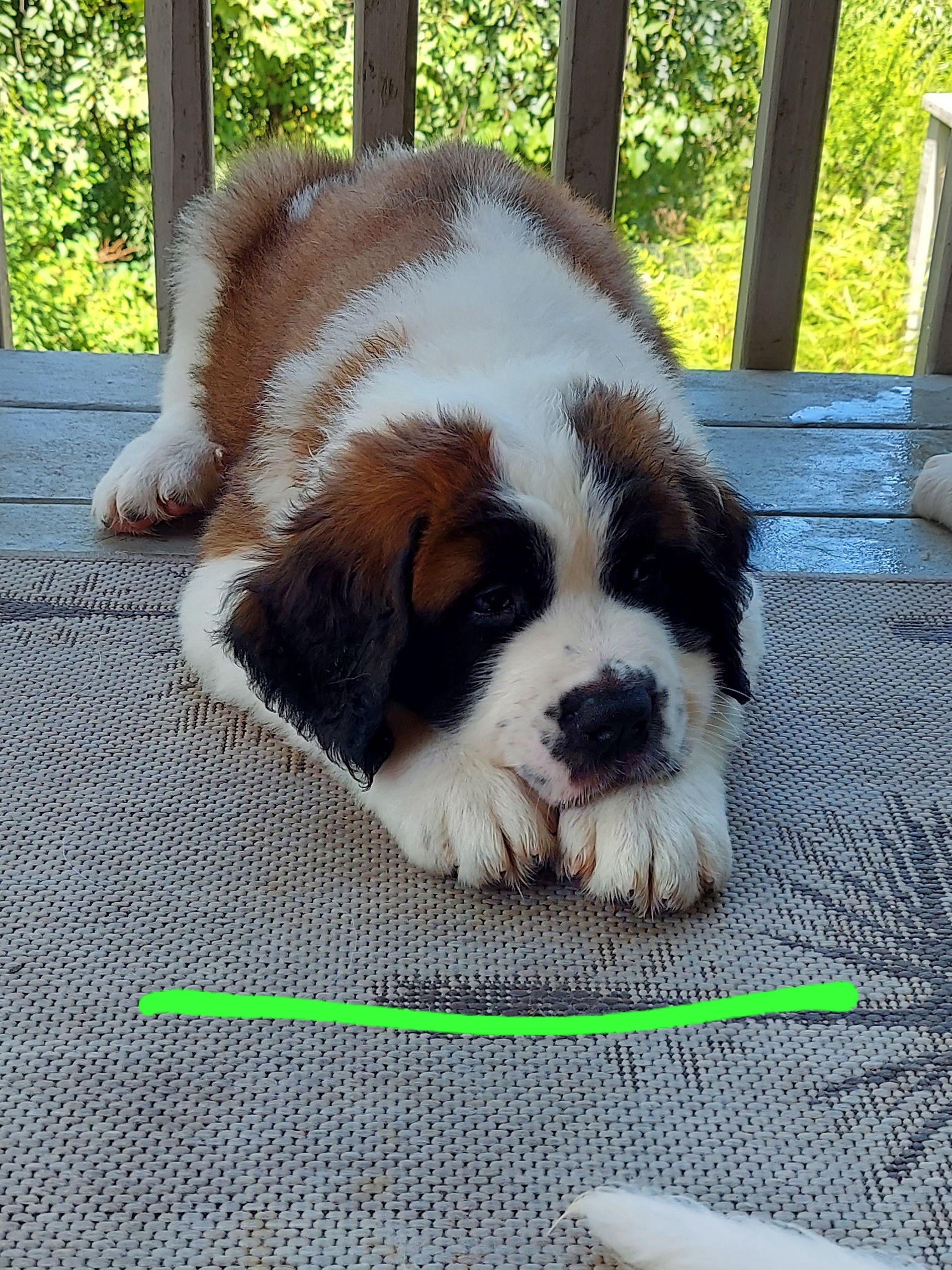 Lime Green Boy 2 - Brown and white Saint Bernard puppy in Lower  Burrell, Pennsylvania from Fizzy Saints