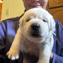 Girl 2- reserved for Jena L - Yellow female Labrador Retriever puppy in Isanti, Minnesota from Four Corners Family Labs