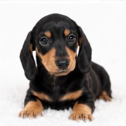 Gus - Black and tan male Dachshund puppy in Desloge, Missouri from Snows Doxies