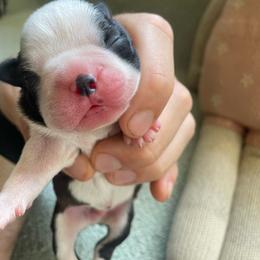 Teddy - Black and white male Boston Terrier puppy in Tampa, Florida from Bayshore Boston Terrier’s
