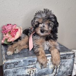 Lexi - Merle female Springerdoodle puppy in Fargo, North Dakota from Dakota SpringerDoodles