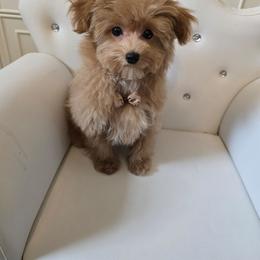 Gus - Apricot male Maltipoo puppy in Washington from Mt.BakerPoodles&Doodles