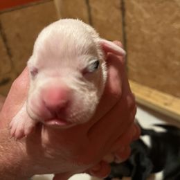 Boxer Puppies from Teressa's Boxers