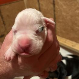Boxer Puppies from Teressa's Boxers