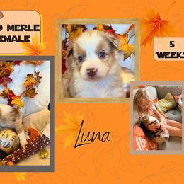 Puppy 5 - Red merle female Miniature American Shepherd puppy in Ellensburg, Washington from Wiggle Rump Ranch
