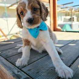 Poseidon - Blenheim male Cavapoo puppy in Roseville, California from Heavenly Goldendoodles