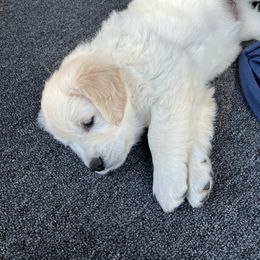 Golden Retriever Puppies from Evergreen Goldens