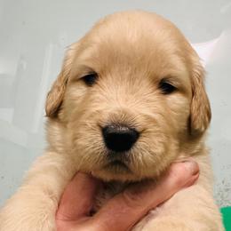 Mitch - Golden male Golden Retriever puppy in Saint Pauls, North Carolina from Copperfield’s Goldens