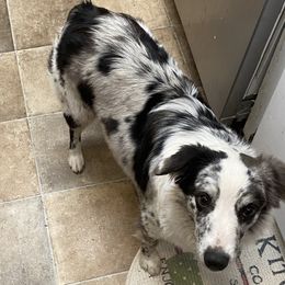 Dally - Miniature Australian Shepherd