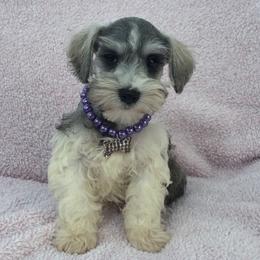 Josie Female 2 - Parti female Miniature Schnauzer puppy in Pageland, South Carolina from New Haven Farms
