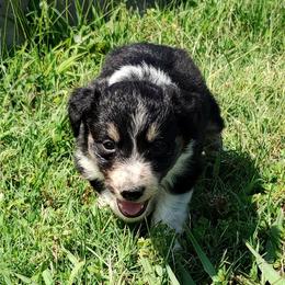 Border Collie Puppies from Bond Border Collies