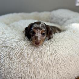 Rider (The fool) - Dapple male Dachshund puppy in Sacramento, California from HEFFERNAN HOUNDS