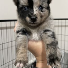 Luna - Merle female Pomsky puppy in Brooklyn, Connecticut from Michelle's Pomskies