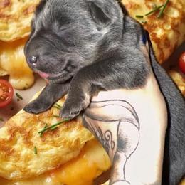 Omelette - Blue male German Shepherd puppy in Fort Jennings, Ohio from Von Holtzapple German shepherds