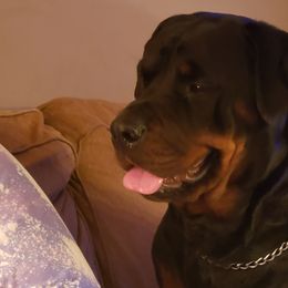Rottweilers from Baldwin Rottweilers