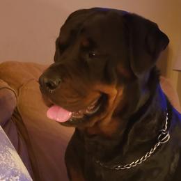 Rottweilers from Baldwin Rottweilers