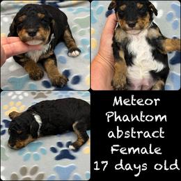 Meteor - Phantom female Poodle puppy in Wheatland, California from Sapphire Ridge Poodles