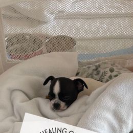 Chihuahua Puppies from Soul Healing Chihuahuas