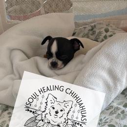 Chihuahua Puppies from Soul Healing Chihuahuas