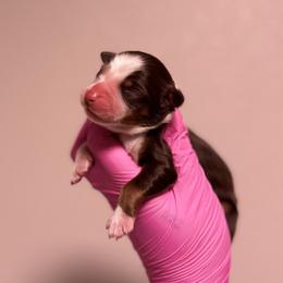 Oak - Red tri-color male Australian Shepherd puppy in Orlando, Florida from Skaky Shepherds