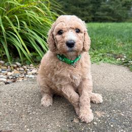 Green - Boy - Red  male Goldendoodle puppy in Kent City, Michigan from Hannah Mae Doodles