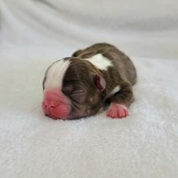 Boston Terrier Puppies from White Valley Boston Terriers