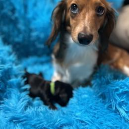 Dachshund Puppies from Bluestar dachshund