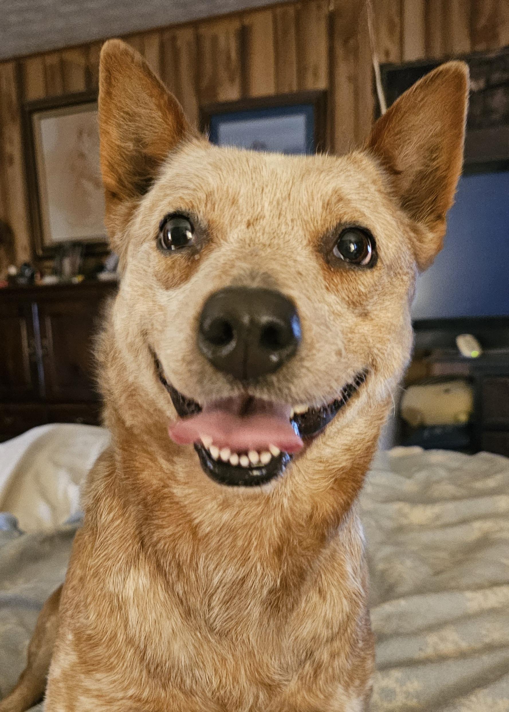 Dolly