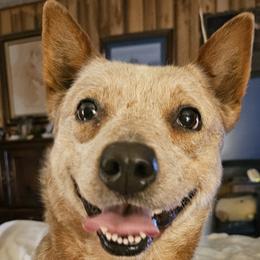 Dolly - Australian Cattle Dog