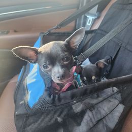 Skye - Chihuahua