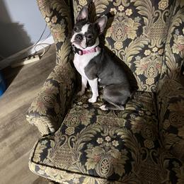 Boston Terrier Puppies from Boston Kup Breeders