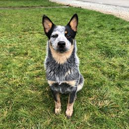 Rizzle - Australian Cattle Dog