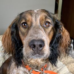 English Springer Spaniels and Springerdoodles from Springerdoodles In MI