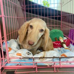 Popi - Dachshund