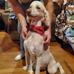 Poodles from Zimmerman's Poodles