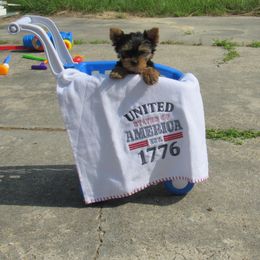 Yorkshire Terrier Puppies from Holy Terriers Yorkies