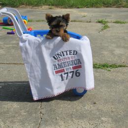 Yorkshire Terrier Puppies from Holy Terriers Yorkies