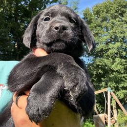 Anthem (teal-turquoise) - Black female Labrador Retriever puppy in Rockville, Indiana from Point to Point West