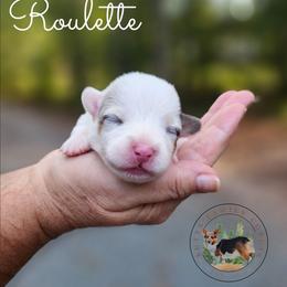 Roulette - Gray and white female American Corgi puppy in Cameron, North Carolina from Butts Family Corgis