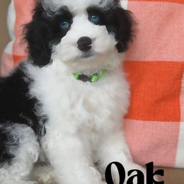 Oak - Black and chalk male Australian Labradoodle puppy in Matthews, North Carolina from Weddington Labradoodles