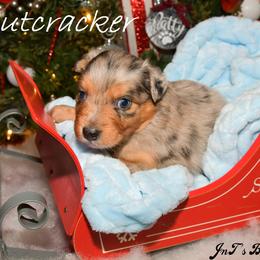 Miniature Australian Shepherd Puppies from JnT's Bluegrass Mini Aussies
