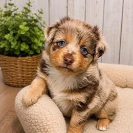 Twix - Red merle female Miniature Australian Shepherd puppy in Buchanan, Georgia from Stanleyville Farm Mini Aussies