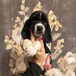 Boy 2 - Black and white male Basset Hound puppy in Jacksonville, Florida from Craven Bassets