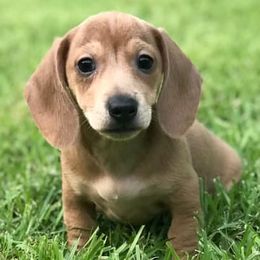 Dachshund Puppies from Jen's Doxie Den