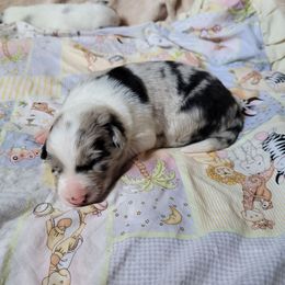 Winter - Slate merle female Border Collie puppy in Morgan, Texas from Shooting Star Ranch