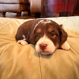 Nestle - Tri-color female Bernedoodle puppy in Royse City, Texas from Platinum Bernedoodles of Texas