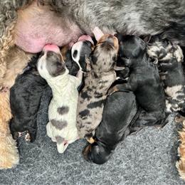 Bernedoodle puppies from LolliPop Farms