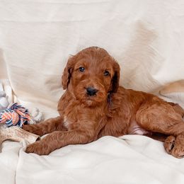 Irish Doodle Puppies from Foxrun Litters