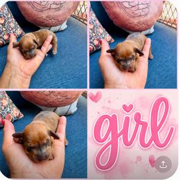 Girl 2 - Brindle female Dachshund puppy in Michigan from Amberly's Dachshunds