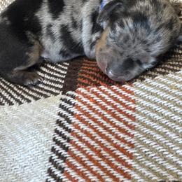 Dachshund Puppies from Wonderland Weenies
